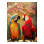 Animal - perroquet - nous aurons toujours des perr cartes postales
