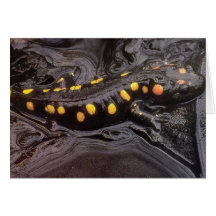 Animaux sauvages 19 cartes