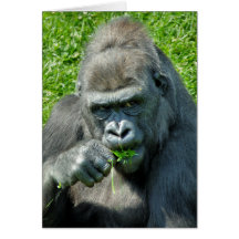 ANIMAUX SAUVAGES - GORILLES CARTE DE VŒUX