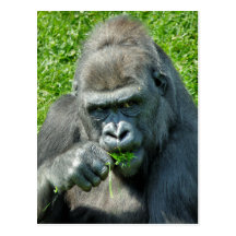 ANIMAUX SAUVAGES - GORILLES CARTES POSTALES