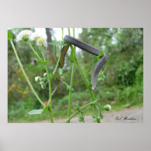 Anneau-étranglé dans Fleabane Affiche