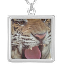 Année de collier de tigre