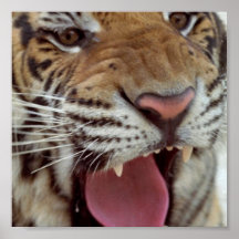 Année de copie d'affiche de tigre