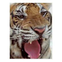 Année de la carte postale de tigre