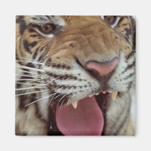 Année de l'aimant de carré de tigre