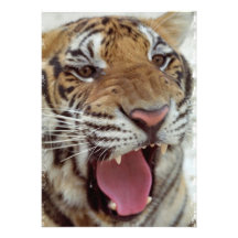 Année d'invitation de tigre