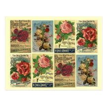 Annonces roses de culture de cru de roses d'hérita