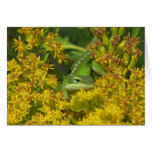 Anole dans la carte dorée
