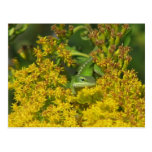 Anole en carte postale dorée
