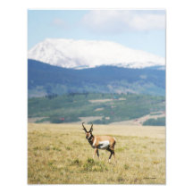 Antilope de Pronghorn occidentale Photographie D’art
