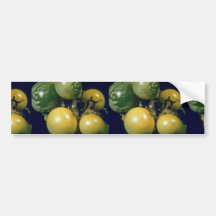 Apple de Sodom (sodomeum de solanum) Autocollants Pour Voiture