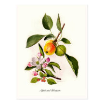 Apple et fleur carte postale