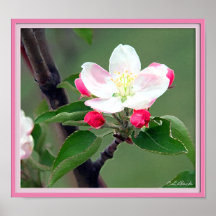 Apple fleurissent affiche ; Aquarelle impressionni