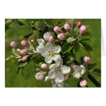 Apple fleurissent la carte