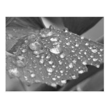 Après la pluie cartes postales