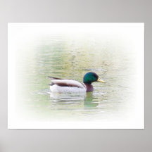 Aquarelle d'un canard poster