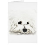 Aquarelle principale artistique de Bichon Cartes