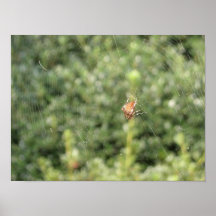 Arachnide Posters
