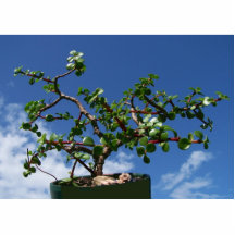 Arbre 1 d'afra de portulacaria de bonsaïs photo sculptures