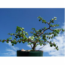Arbre 2 d'afra de portulacaria de bonsaïs photo sculptures