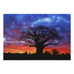 Arbre africain de baobab, digitata d'Adansonia, 2 Photos