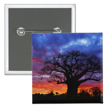 Arbre africain de baobab, digitata d'Adansonia, 2 Badge Avec Épingle