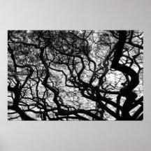 Arbre BW de cosse de singe Poster