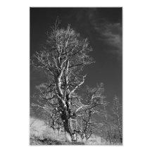 Arbre chez Yellowstone Tirages Photo