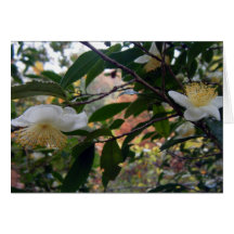 Arbre chinois de thé en fleur, province de Fujian Cartes De Vœux