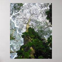 Arbre d'Albizia Posters