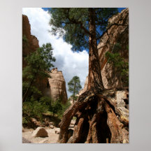 Arbre dans des roches de tente posters