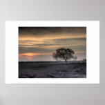 Arbre dans le domaine au crépuscule affiche