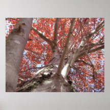 Arbre d'automne posters