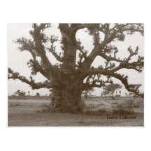 Arbre de baobab du Sénégal Carte Postale