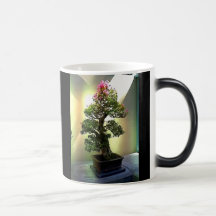 Arbre de bonsaïs de bouganvillée tasse