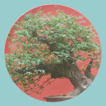 Arbre de bonsaïs de Zelkova assiettes
