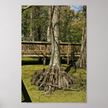 Arbre de cyprès chauve près de promenade posters