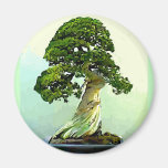 Arbre de Cypress de bonsaïs Aimants