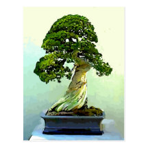 Arbre de Cypress de bonsaïs Carte Postale