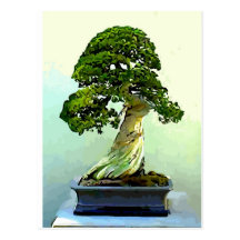 Arbre de Cypress de bonsaïs Cartes Postales