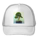 Arbre de Cypress de bonsaïs Casquette