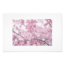 arbre de fleurs de cerisier impressions photographiques