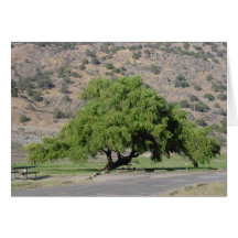 Arbre de la Californie Carte De Vœux