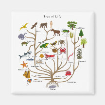 Arbre de la vie aimants