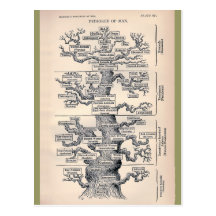 Arbre de la vie/de pedigree de l'homme carte postale