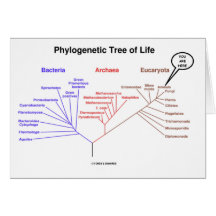 Arbre de la vie phylogénétique - vous êtes ici (la cartes de vœux