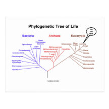 Arbre de la vie phylogénétique - vous êtes ici (la cartes postales