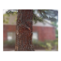 Arbre de séquoia avec un visage, carte postale