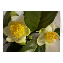 Arbre de thé d'Assam en fleur Cartes De Vœux