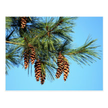 Arbre de White Pine Carte Postale